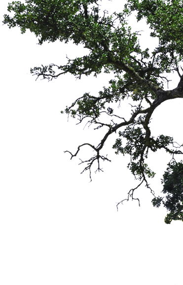 Rama de Arbol Derecho