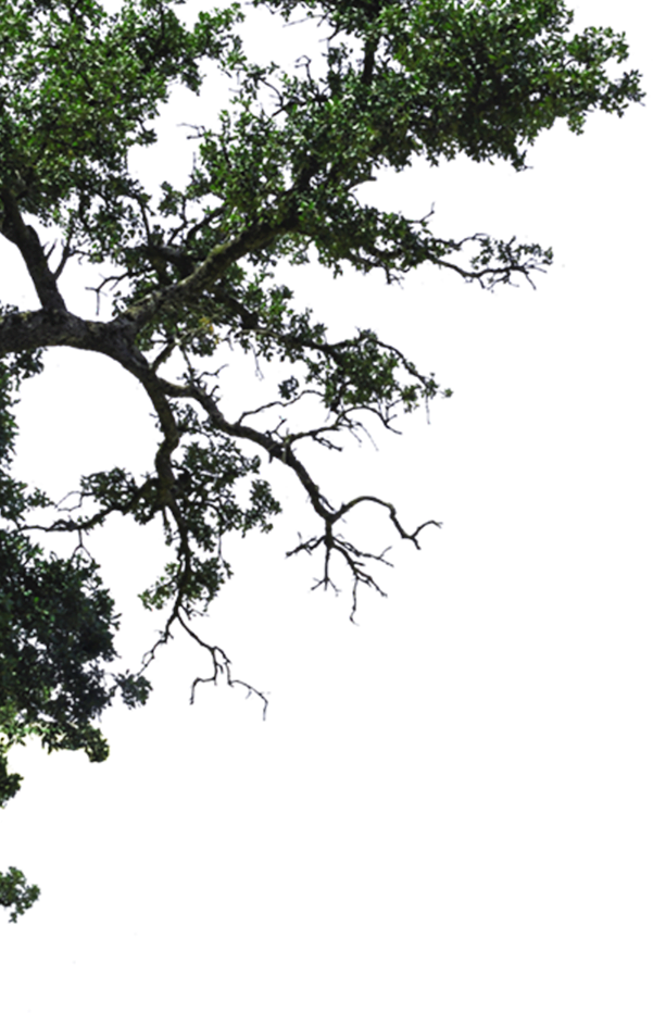 Rama de Arbol Izquierdo