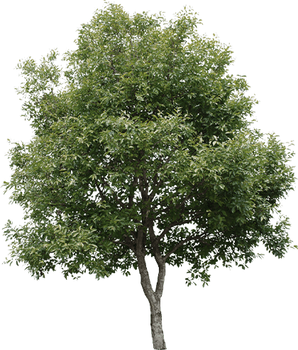 Arbol Pequeño